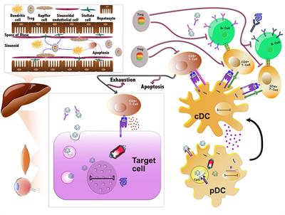 Adeno-Associated Viruses (AAV) and Host Immunity – A Race Between the Hare and the Hedgehog